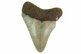 Juvenile Megalodon Tooth - North Carolina #160491-1